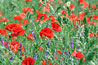 Sommerwiese